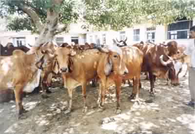 गौशाला 